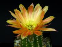 Thumbnail of 2280_Chamaecereus_Hybride_mardi gras - tiger stripe_20220717_03(1).JPG